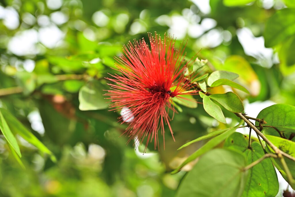 Botanic Garden 3 (14)_00001