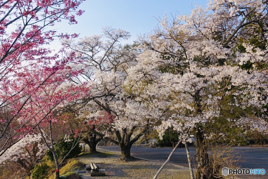 涼しい山奥の桜は2週間遅れで咲く