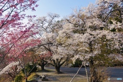 涼しい山奥の桜は2週間遅れで咲く