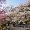 涼しい山奥の桜は2週間遅れで咲く