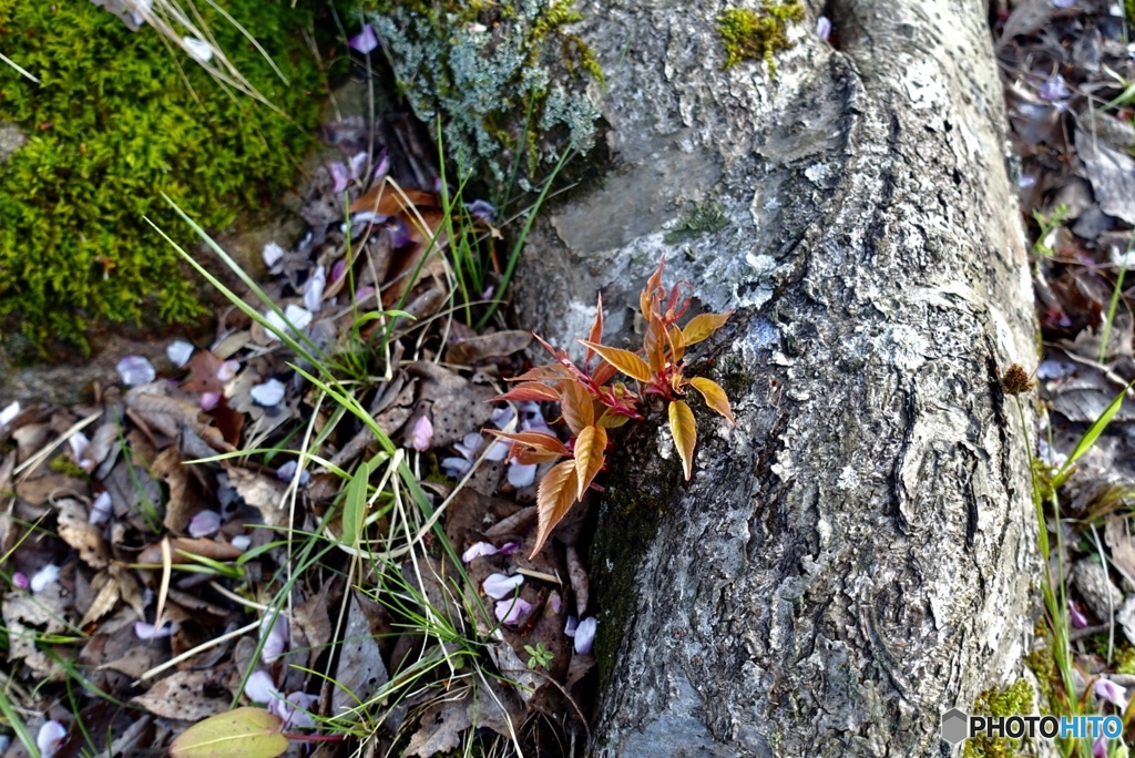 新芽も好きなところから