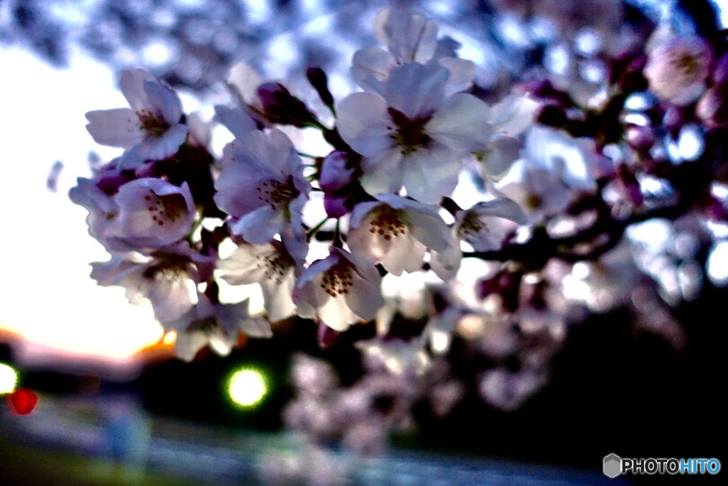 夕焼けさくら