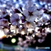 夕焼けさくら