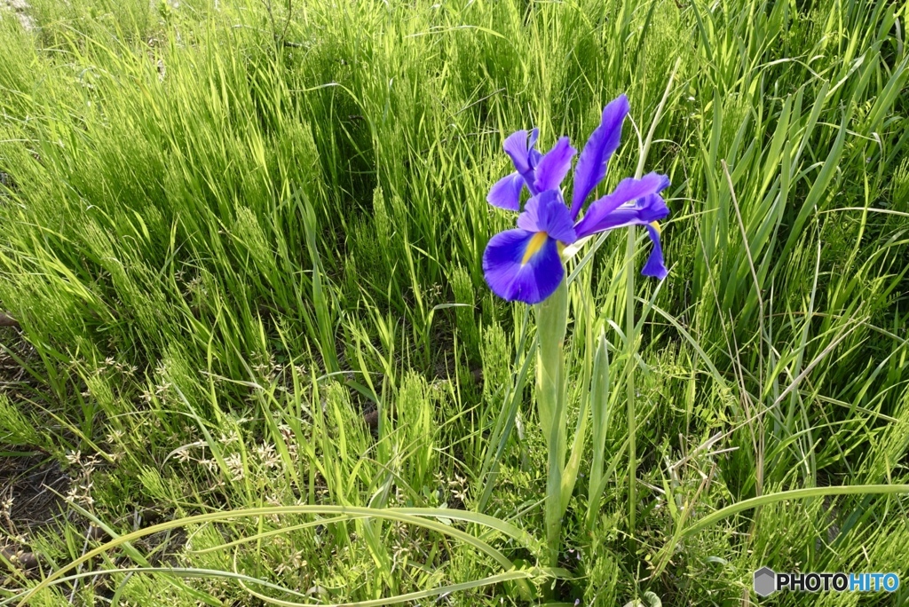 いずれアヤメかカキツバタ