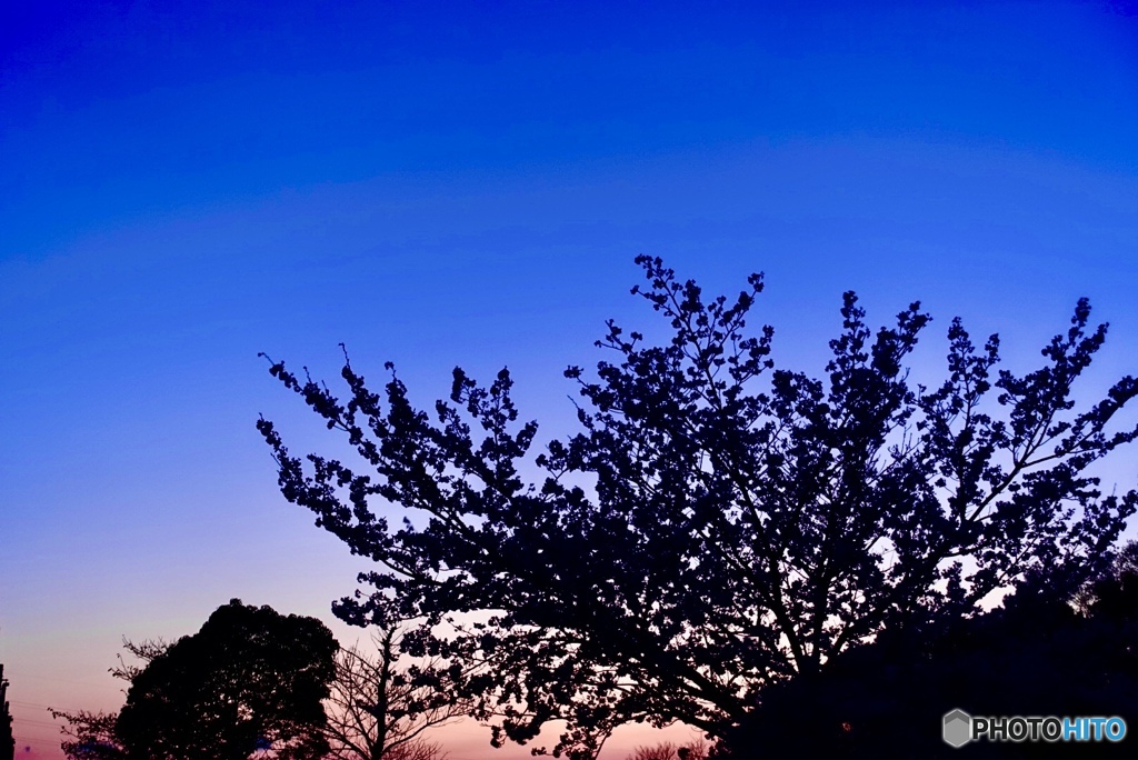 夕闇と桜