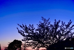 夕闇と桜
