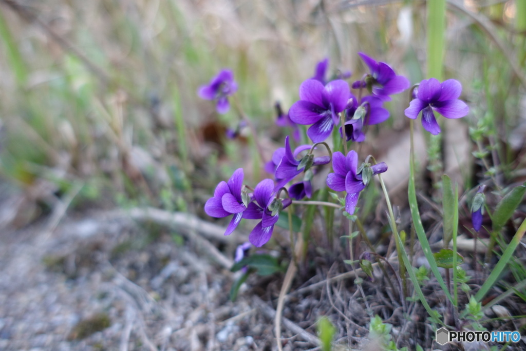 紫の小さな山野草5