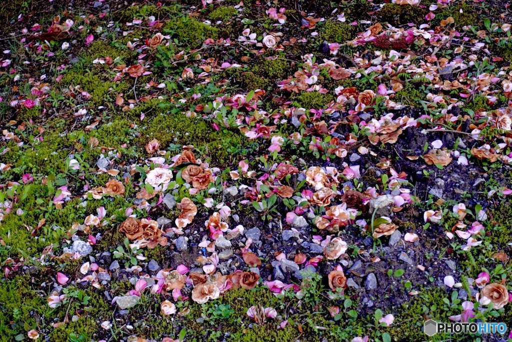 咲くも花なら散るも花
