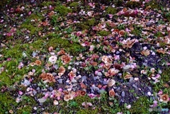 咲くも花なら散るも花