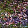 咲くも花なら散るも花