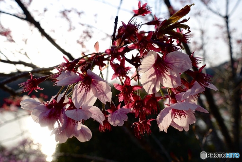 満開を過ぎても綺麗な桜
