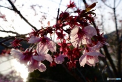 満開を過ぎても綺麗な桜