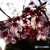 満開を過ぎても綺麗な桜