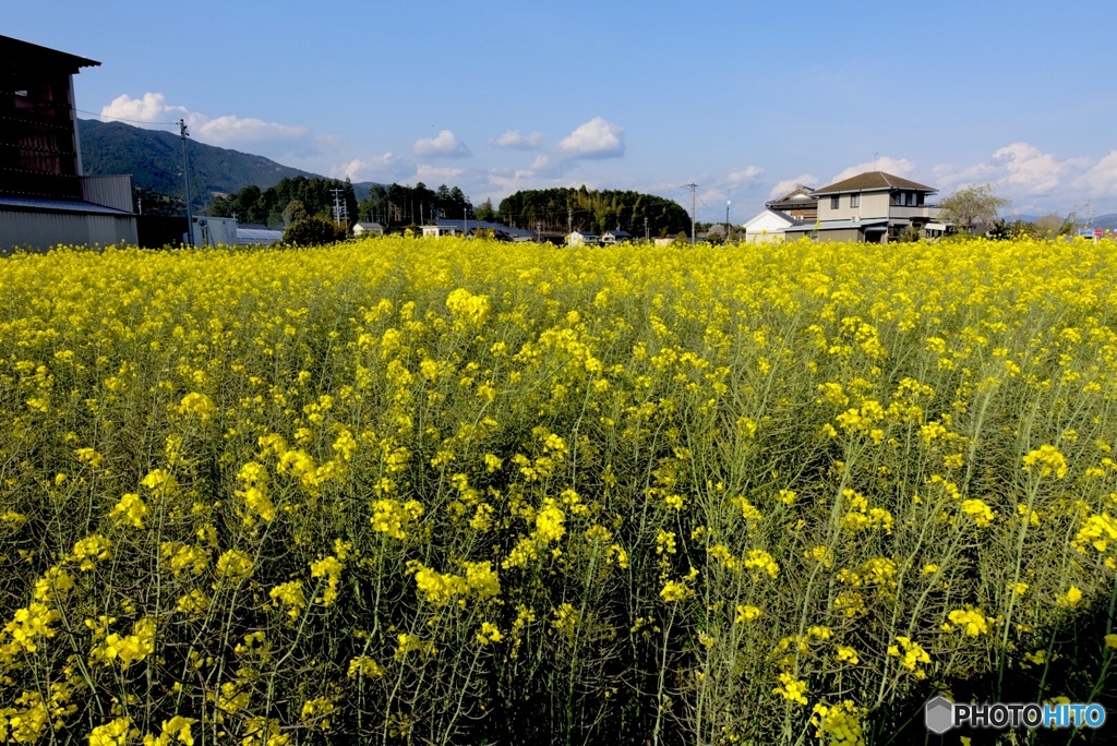 山間部の菜の花畑