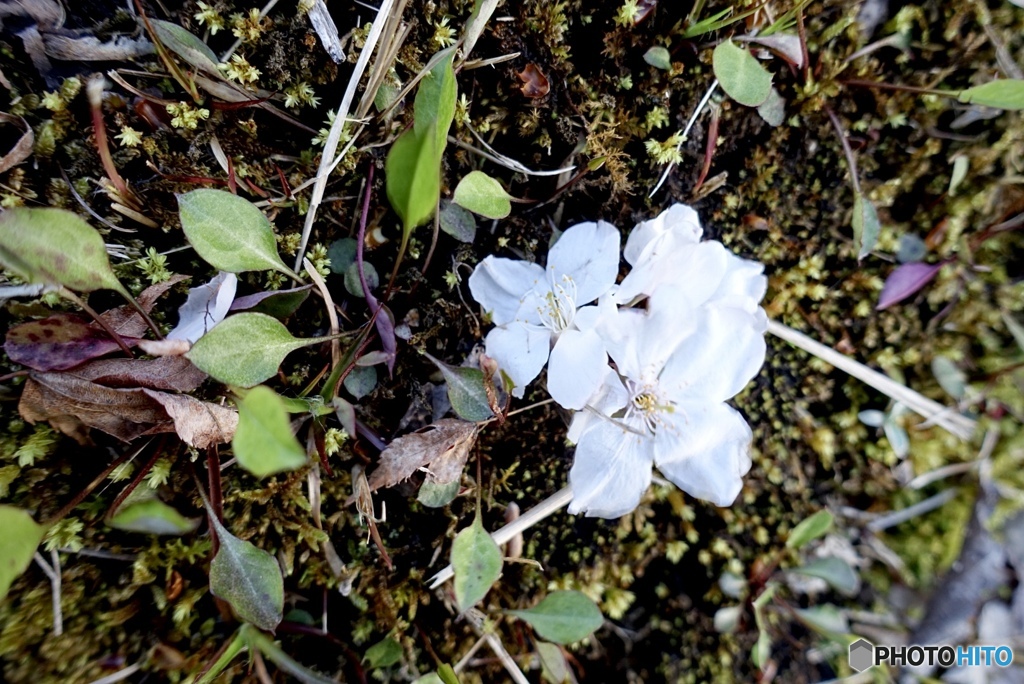 散った桜を受け止めるもの　時雨☆７