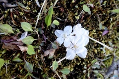 散った桜を受け止めるもの　時雨☆７