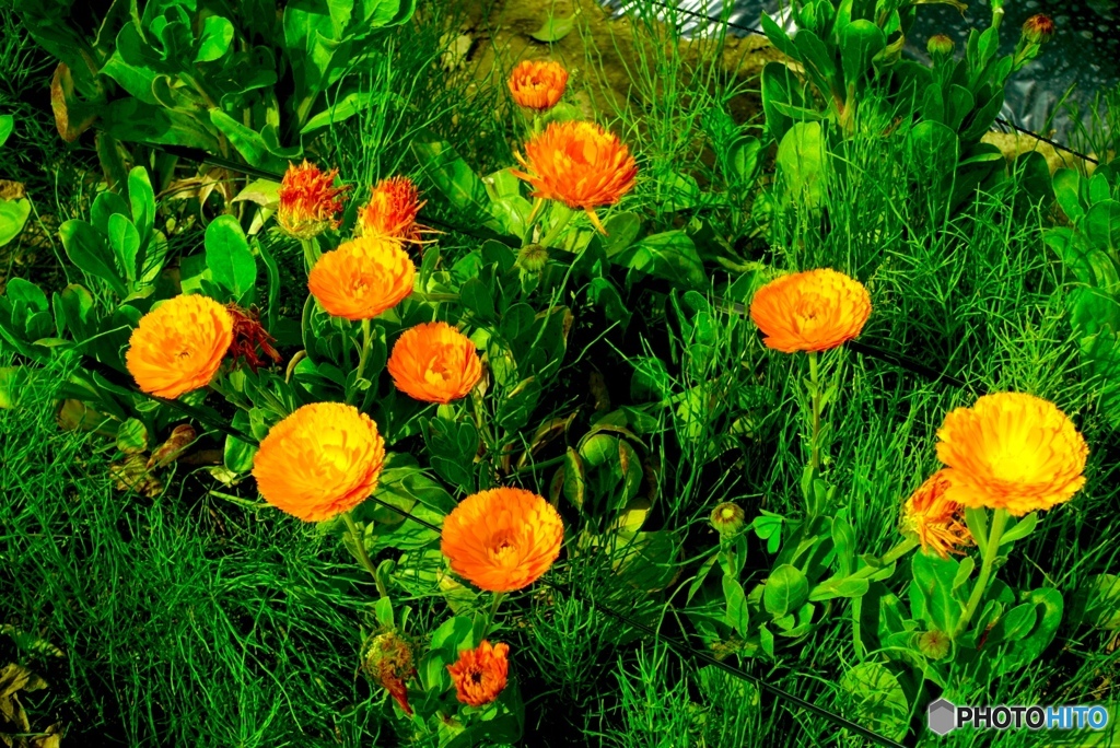 緑に映えるダリアの花