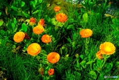 緑に映えるダリアの花