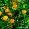 緑に映えるダリアの花