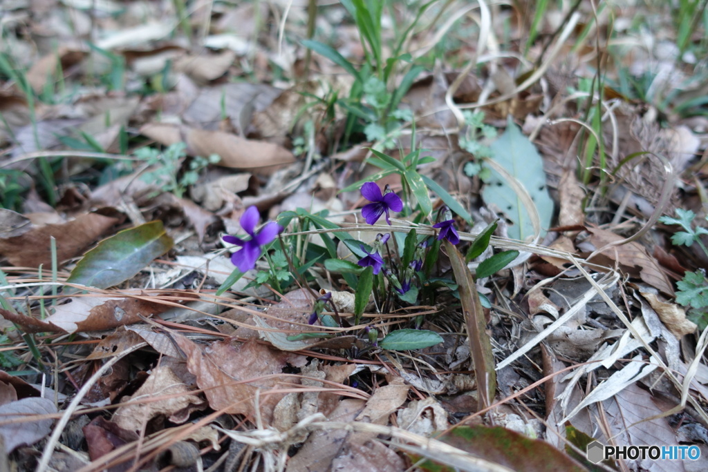 紫の小さな山野草　1