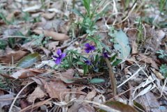 紫の小さな山野草　1