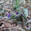 紫の小さな山野草　1