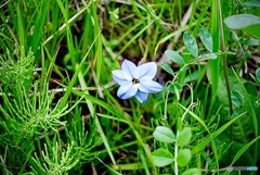 一輪だけ咲いていた花