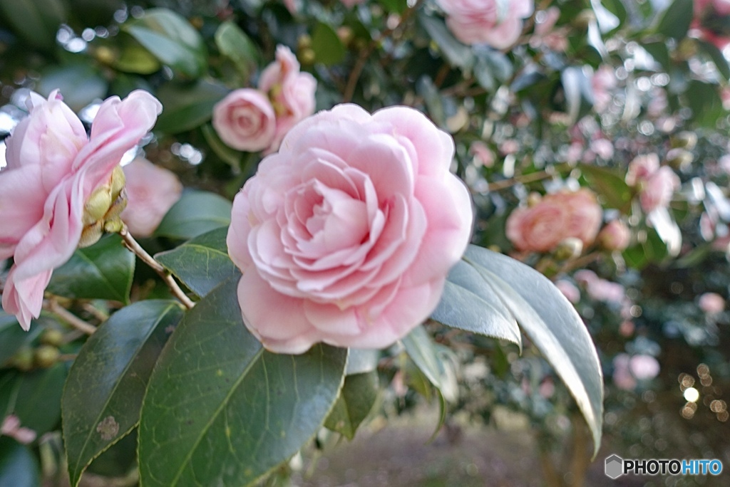 椿は花びらも柔らかくて良い感じ。色っぽい花だ
