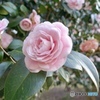 椿は花びらも柔らかくて良い感じ。色っぽい花だ