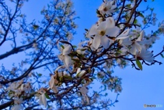 木蓮1
