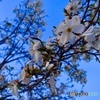木蓮1