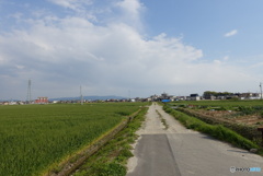 春の日の麦畑の農道