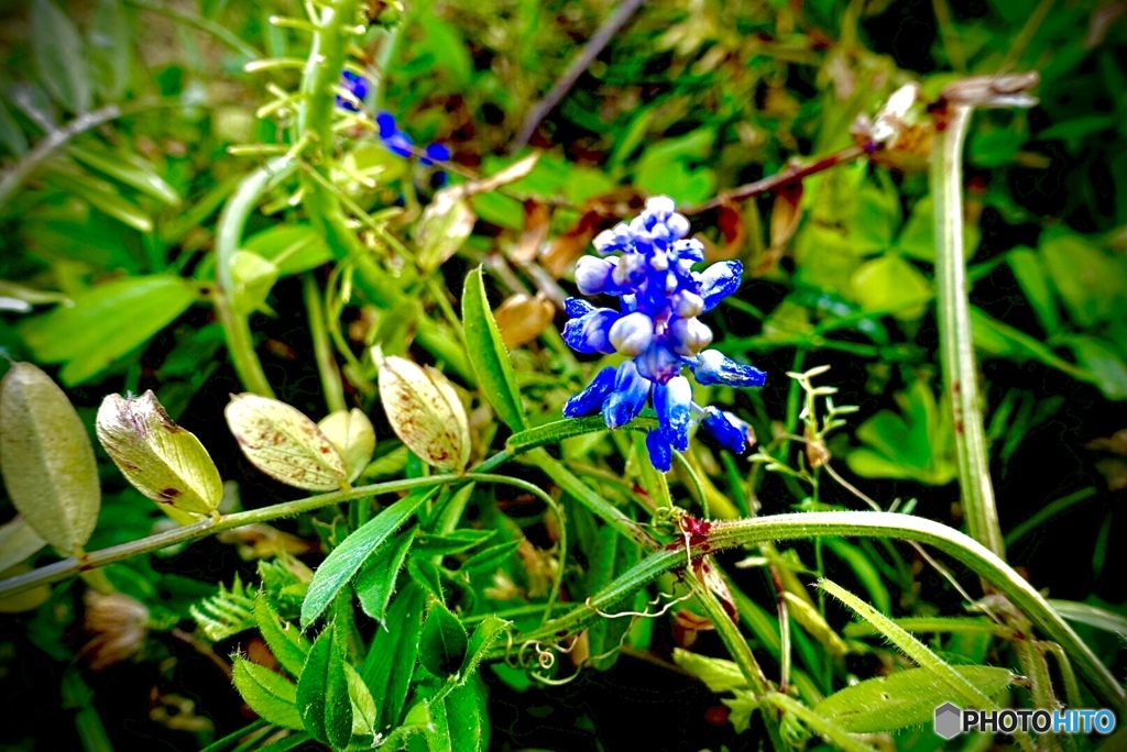 グレープヒヤシンス　ムスカリの花