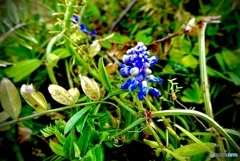 グレープヒヤシンス　ムスカリの花