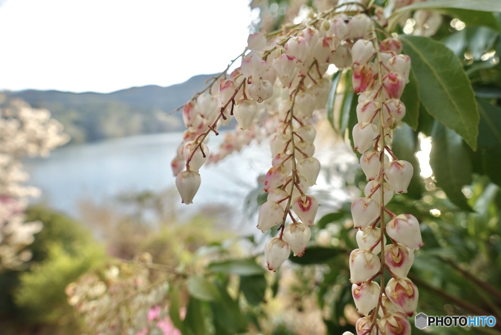 鈴なりの花