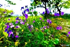 野生化した観賞用の花が風景に溶け込んでいた