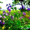 野生化した観賞用の花が風景に溶け込んでいた