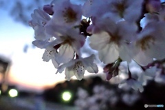 夕焼けさくら2