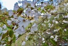 桜　2