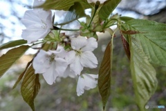 桜　1