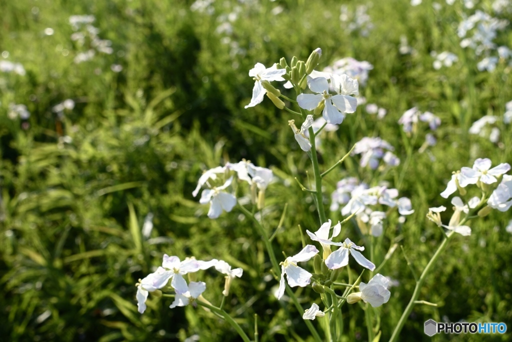 大根の花は綺麗