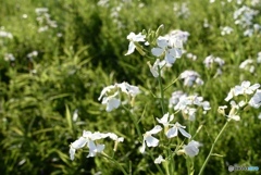 大根の花は綺麗