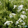 大根の花は綺麗