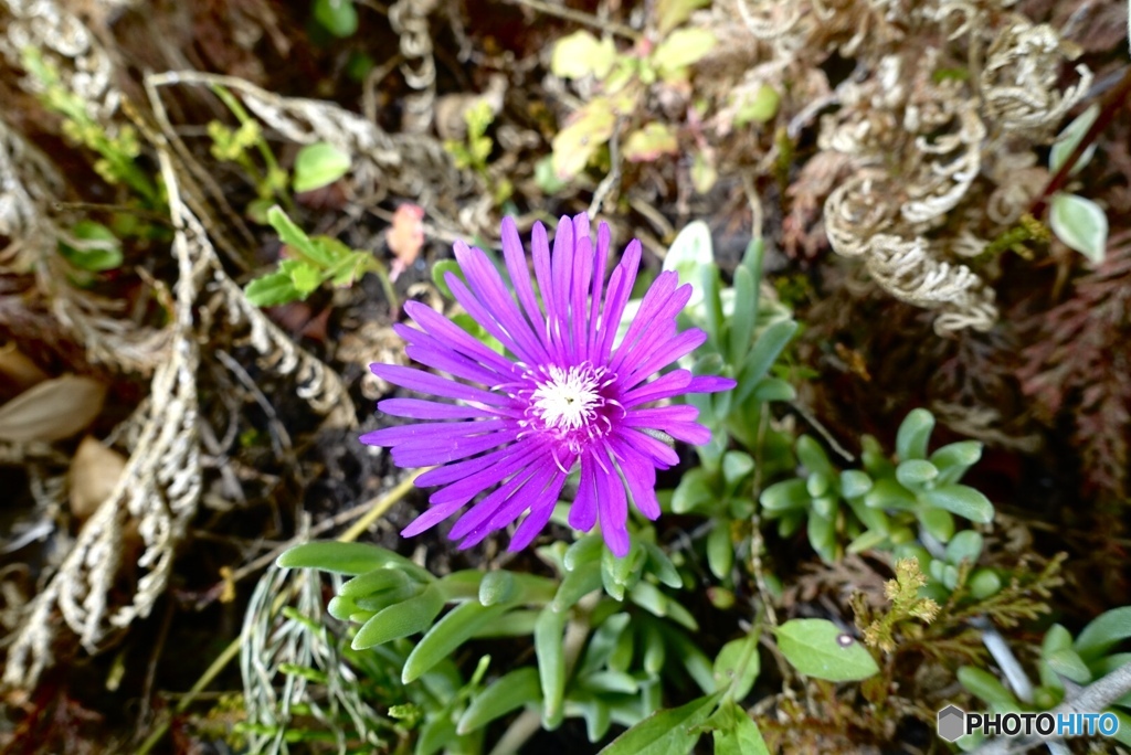 アイスプラントの花1