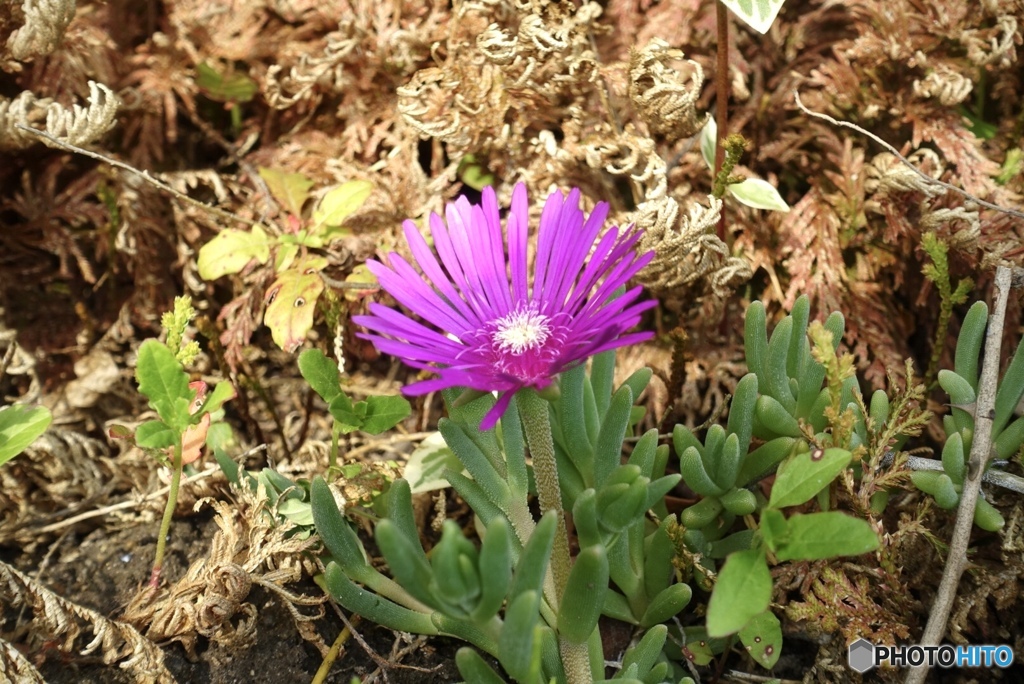 アイスプラントの花