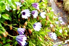 花と風と雨と