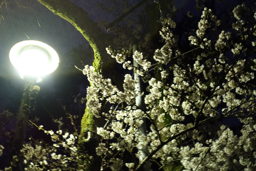 街灯と苔むす木と夜桜