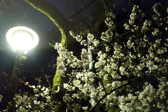 街灯と苔むす木と夜桜