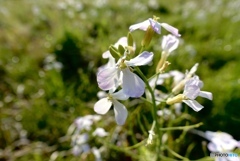 大根の花の淡い紫色