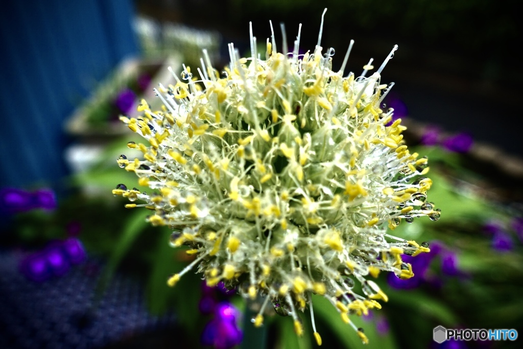 葱坊主の花火